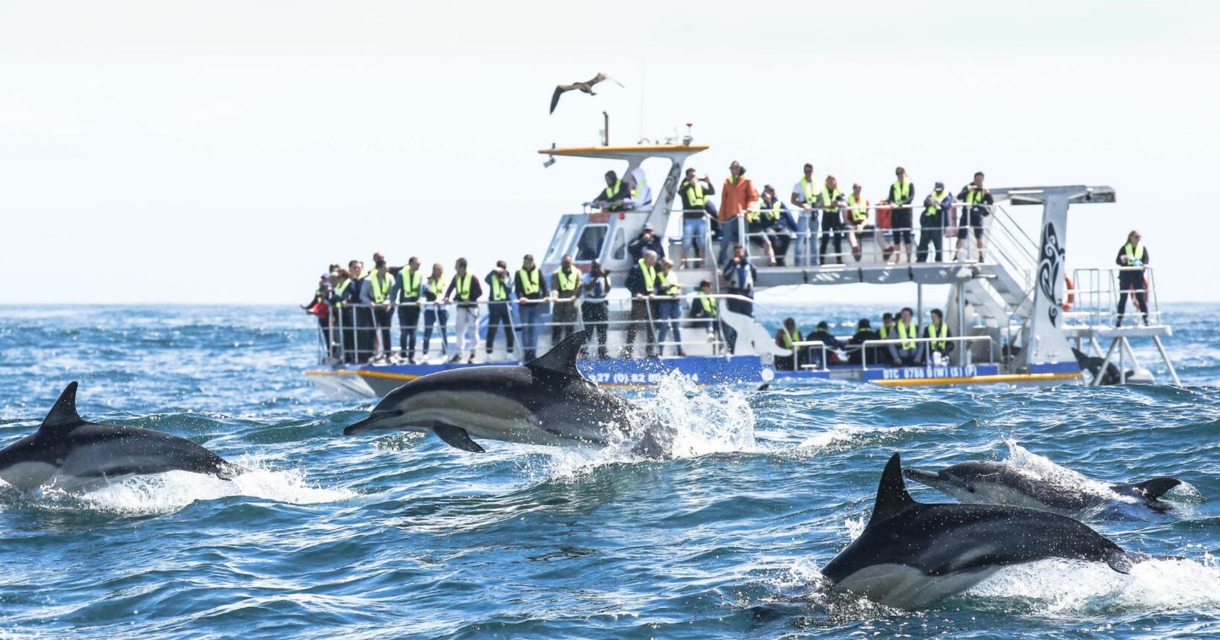 Swimming with seals