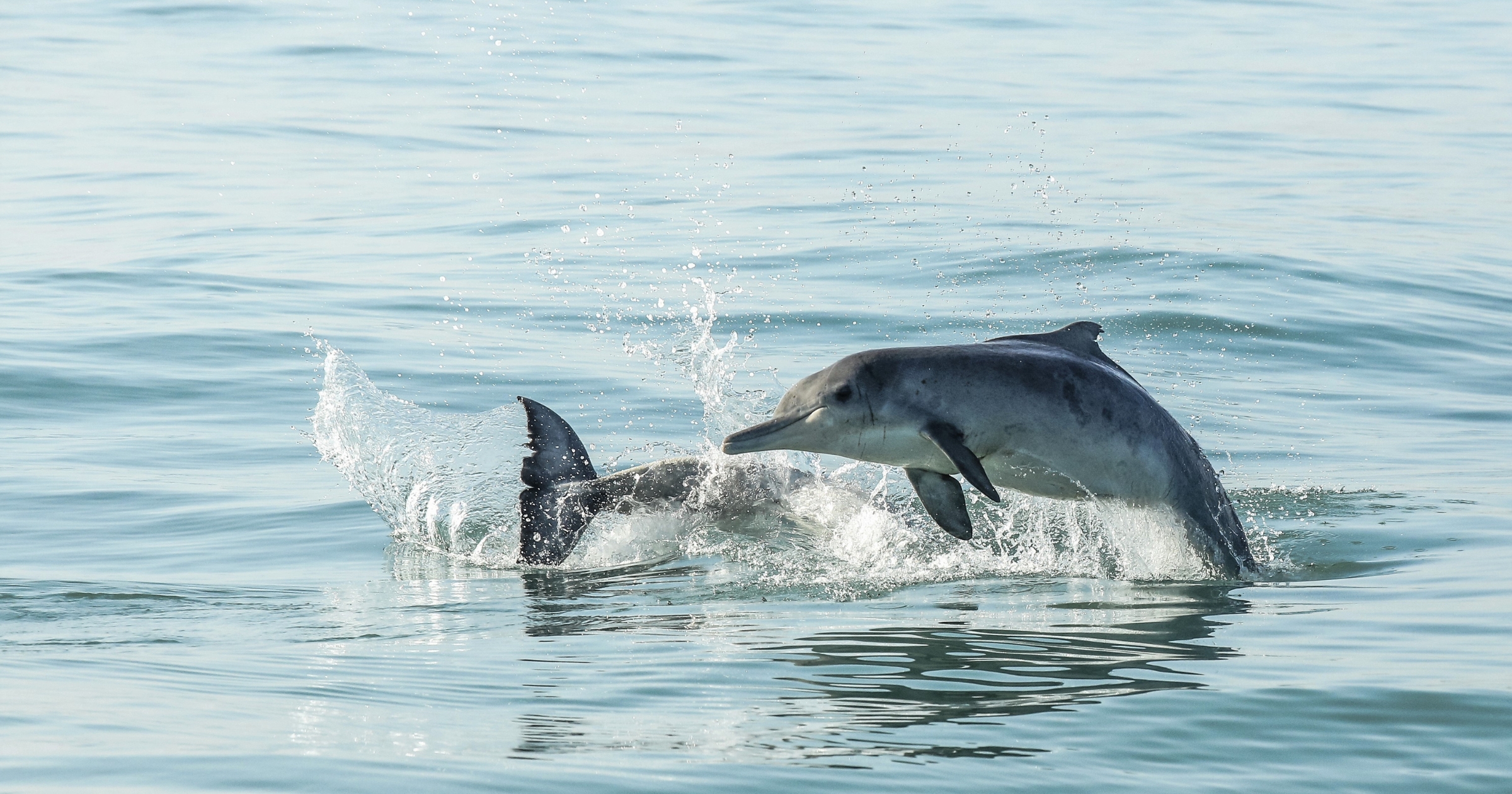 Seal Diving