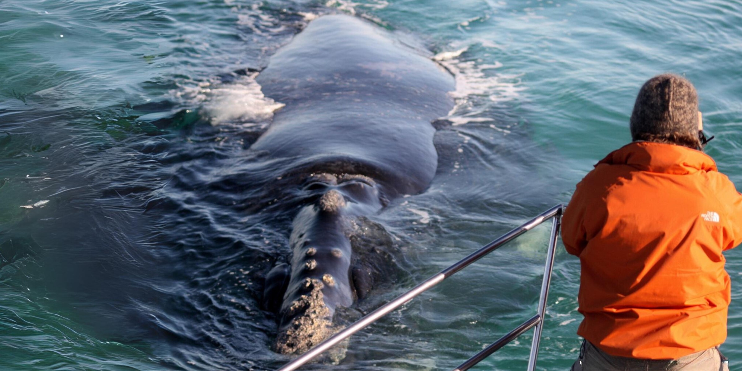 Swimming with seals