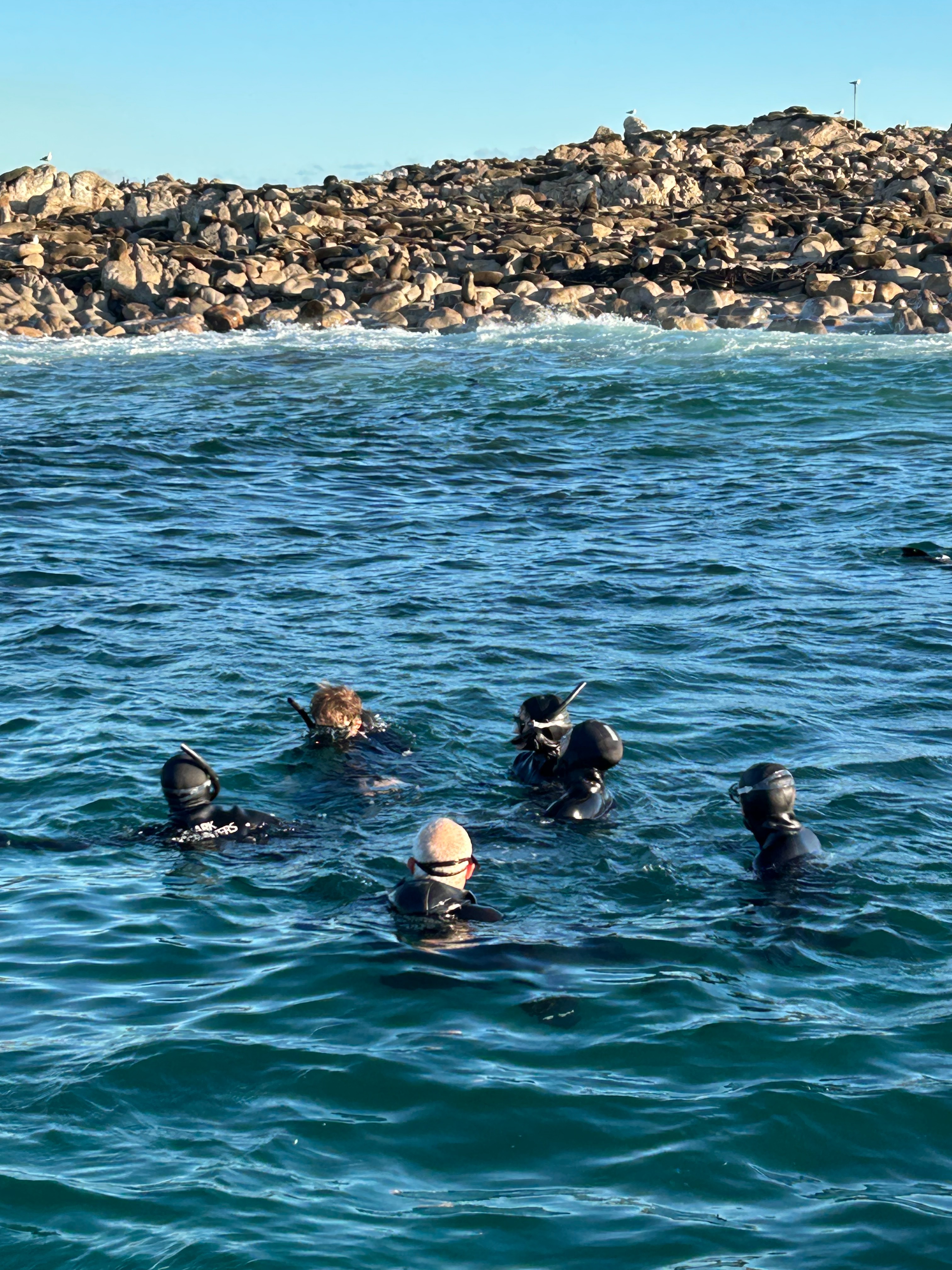 Swimming with seals