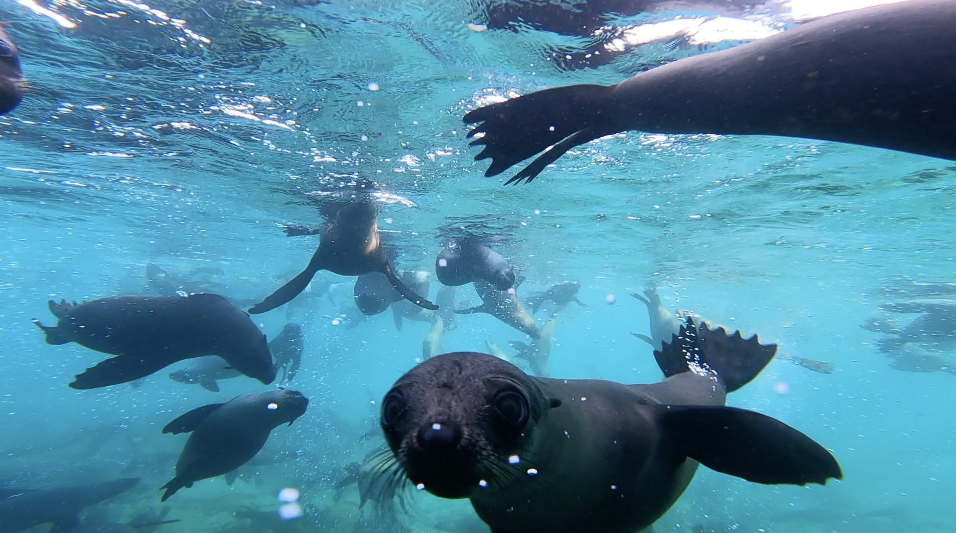 Seal Diving