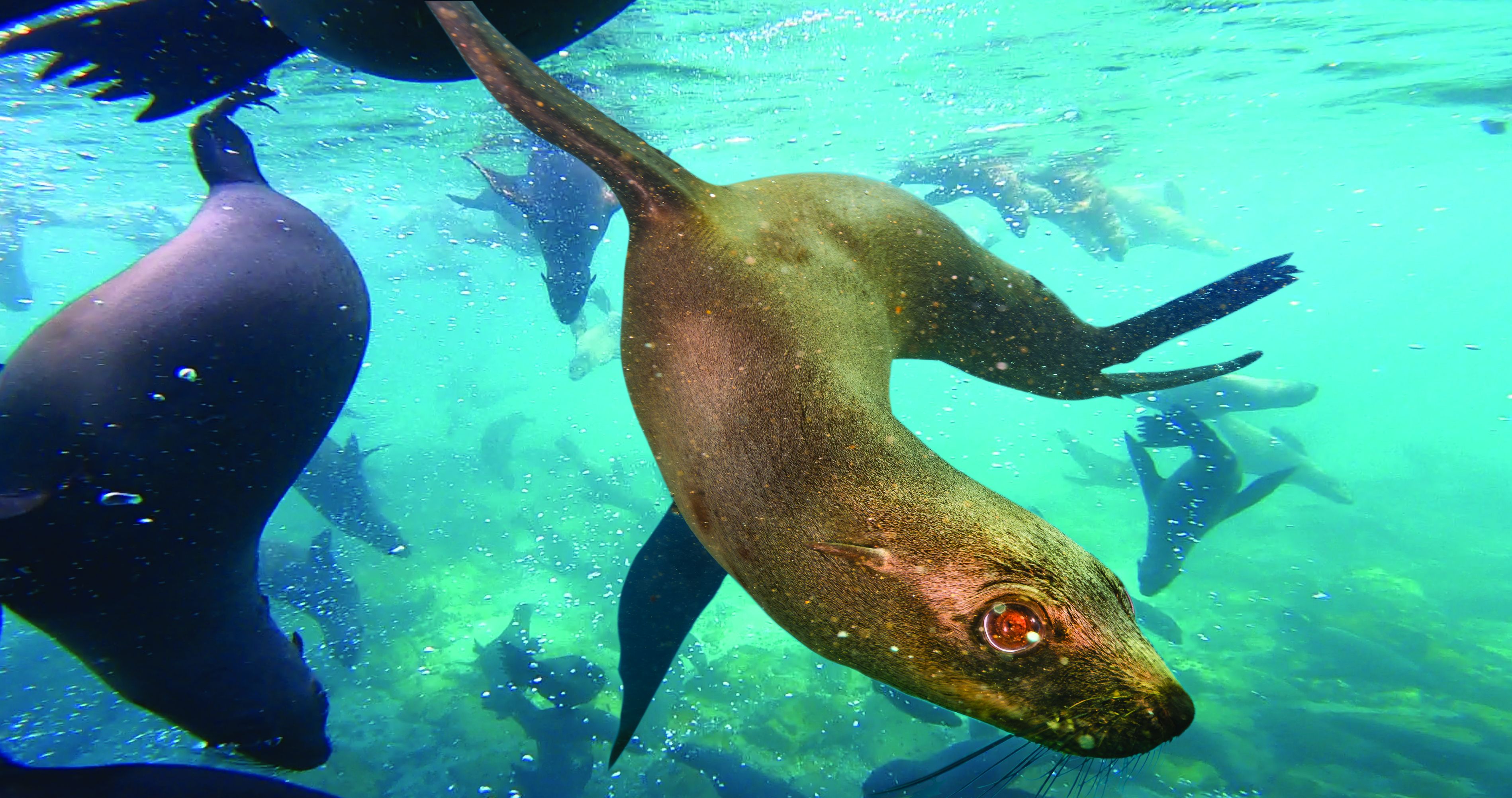 Swimming with seals