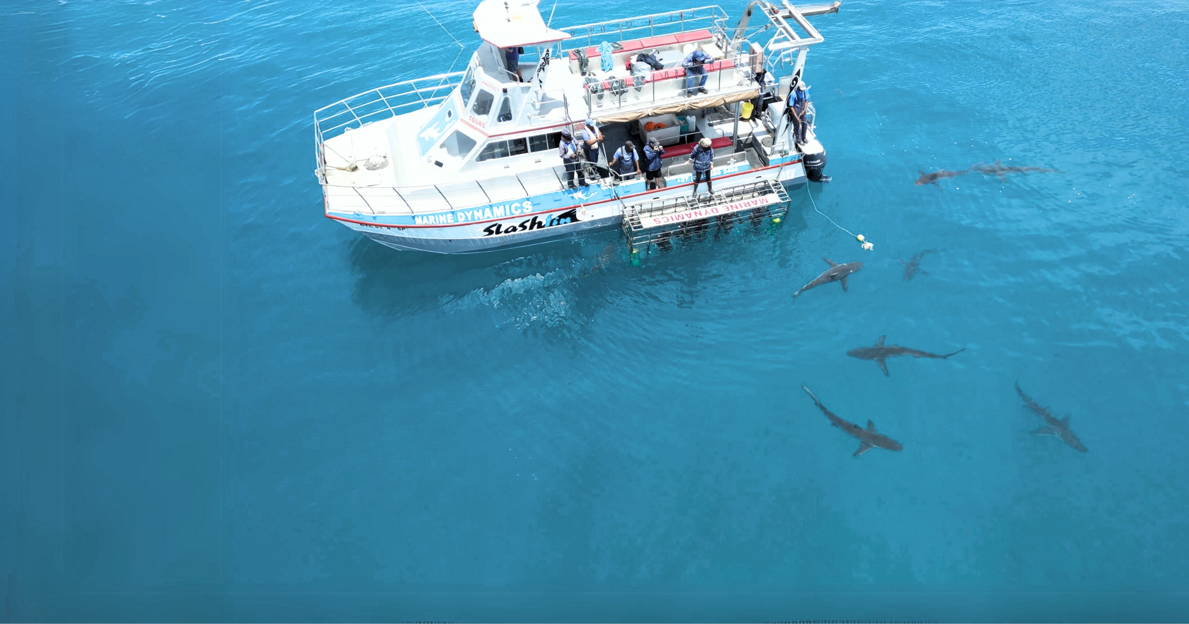 Swimming with seals