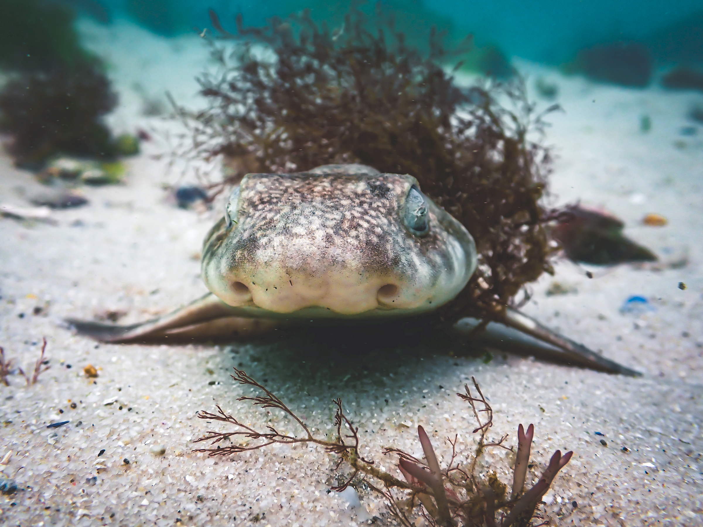 Shore dive Cape Town