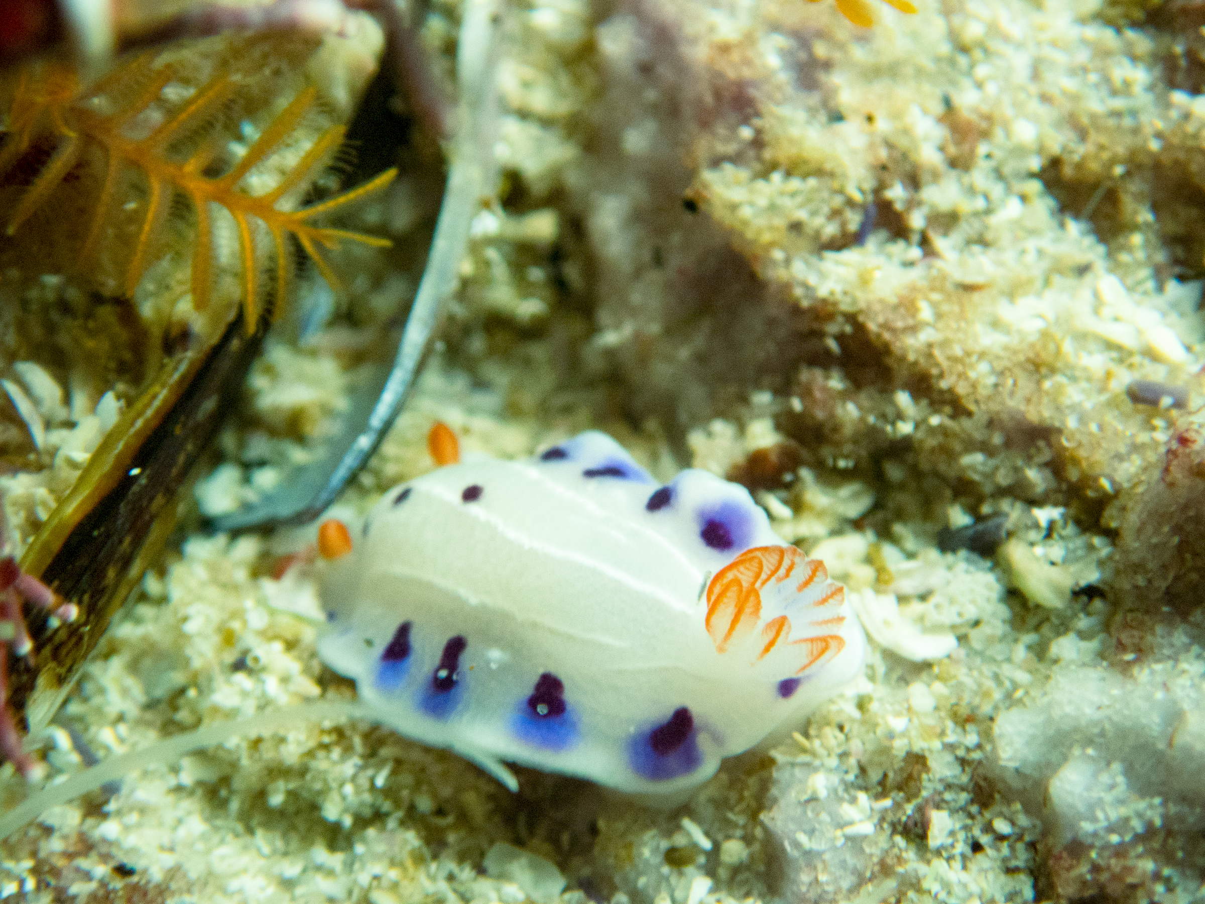 Dive Guide Cape Town