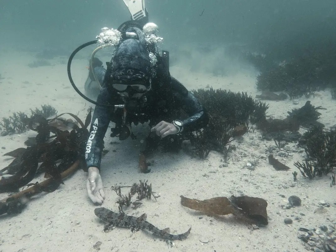 Snorkelling Cape Town