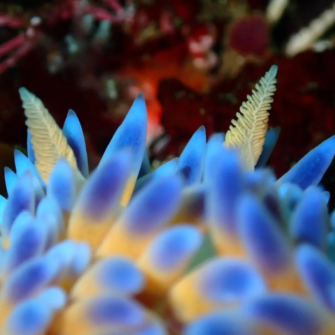 underwater photography Cape Town