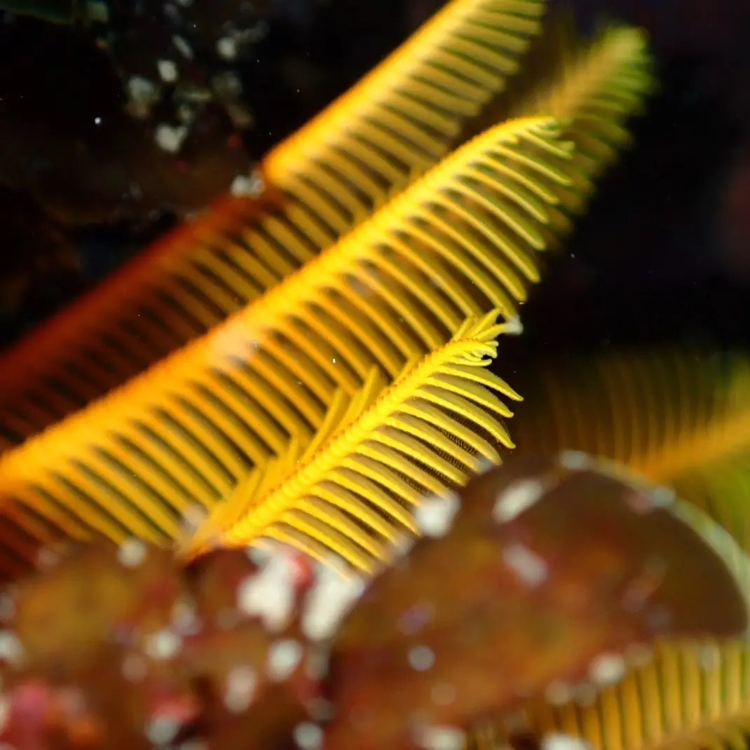 Scuba diving False Bay