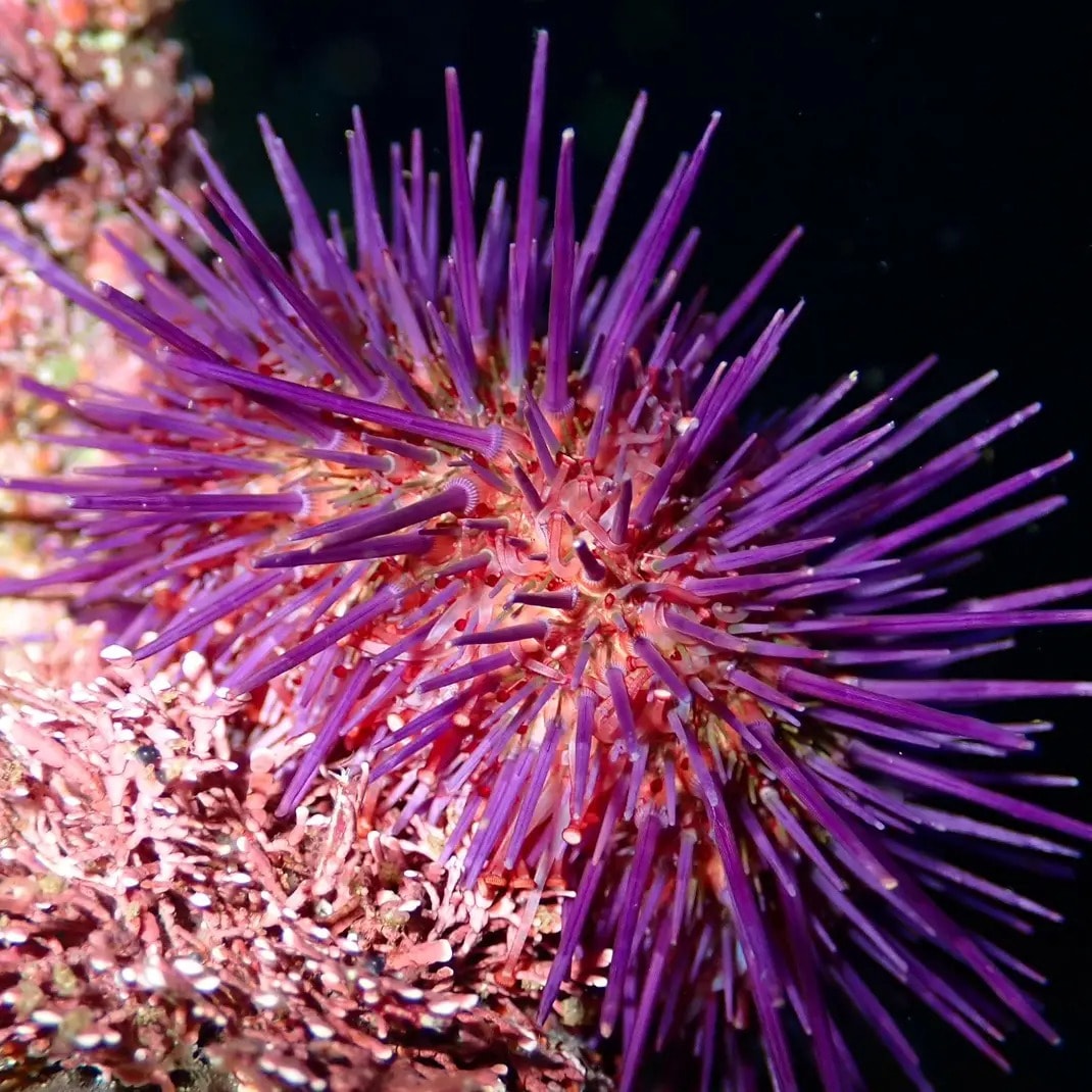 diving tour Cape Town