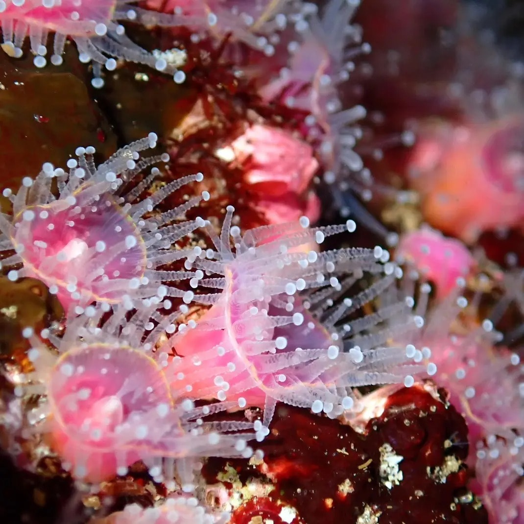 Snorkelling Excursions Cape Town