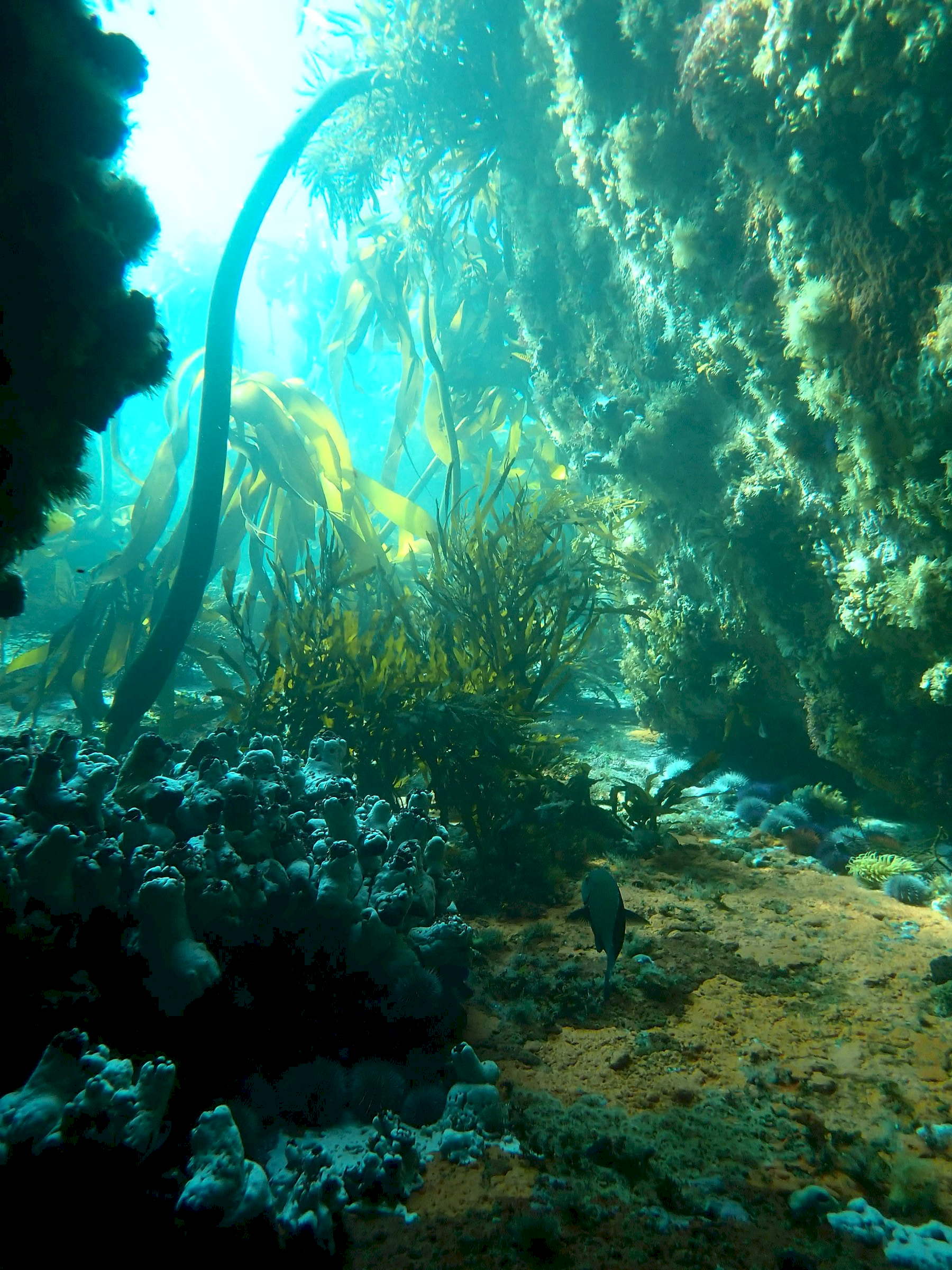 Diving experience Cape Town
