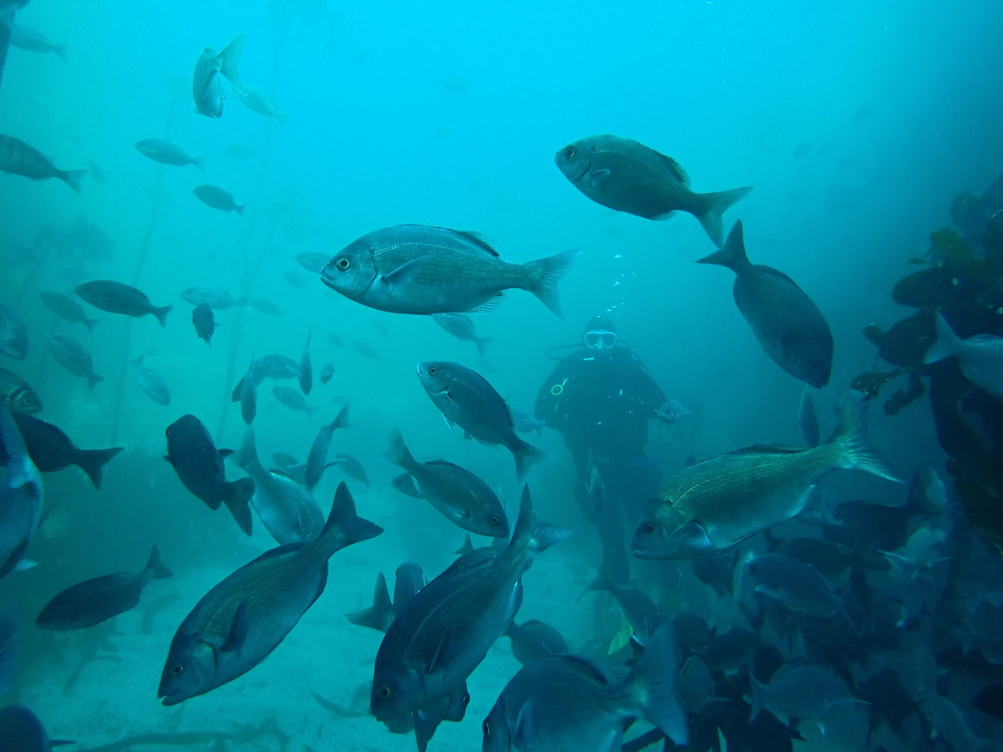 Ocean Tribe Tours Cape Town